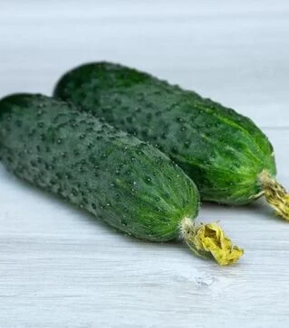 Насіння огірка Стентор F1, п.о. 500 насінин (Nunhems)