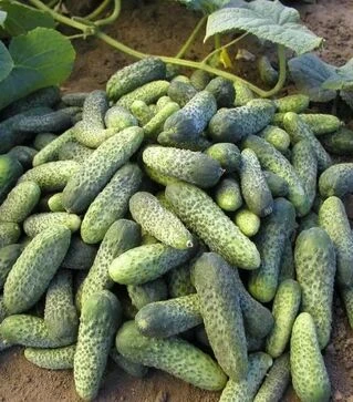 Семена огурца Шанталь F1, 100 г (Semo)