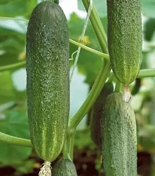 Насіння огірка Ріта F1, 250 г (Коуел)