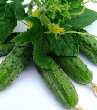 Семена огурца Регал F1, 100 г (Clause)