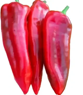 Насіння перцю Марконі Ред, 500 г (Коуел)