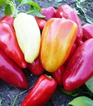 Насіння перцю Данай F1, п.о. 500 насінин (Nasko)