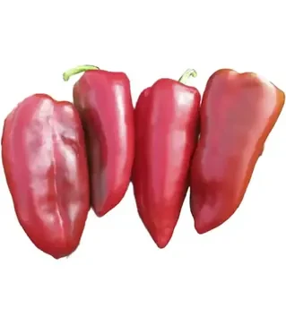 Насіння перцю Каптур F1, п.о. 1 тис. насінин (Seminis)