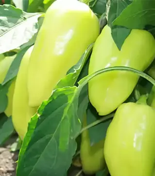 Семена перца Лотта F1, п.е. 500 семян (Enza Zaden)