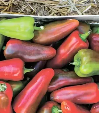 Насіння перцю Любов F1, п.о. 500 насінин (Syngenta)