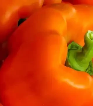 Семена перца Магно F1, п.е. 500 семян (Enza Zaden)