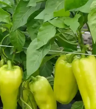 Семена перца Пироуэт F1, п.е. 500 семян (Syngenta)