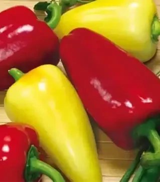 Насіння перцю Айвенго, 500 г (Nasko)