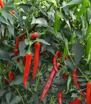 Семена перца Сахем F1, п.е. 500 семян (Syngenta)