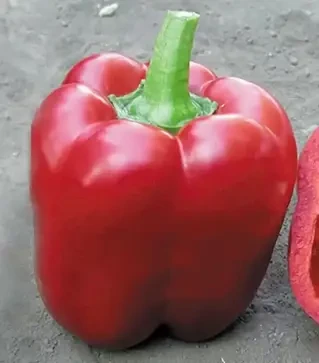 Насіння перцю Арістотель F1, п.о. 500 насінин (Seminis)