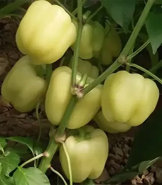 Семена перца Диадема F1, п.е. 1 тыс. семян (Innova Seeds)