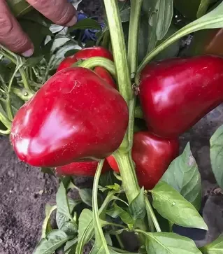 Семена перца Комбат F1, п.е. 500 семян (Spark Seeds)