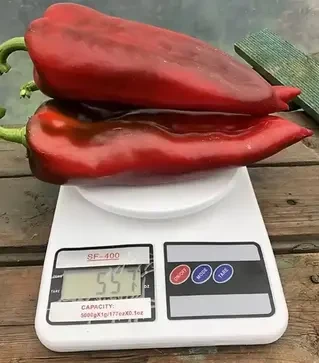 Насіння перцю Ліра F1, п.о. 500 насінин (Spark Seeds)