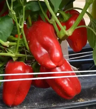 Семена перца Лимон, 1 кг (Moravoseed)