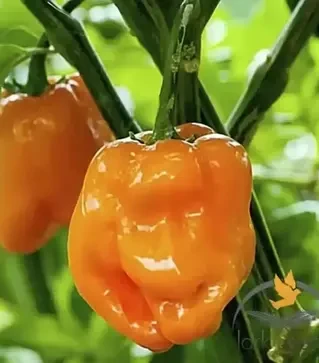 Семена перца 6001 F1, п.е. 500 семян (Lark Seeds)