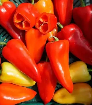 Насіння перцю Шарон F1, п.о. 500 насінин (Moravoseed)