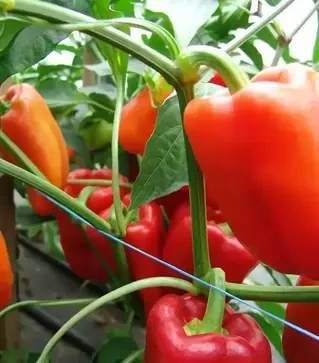 Семена перца Андреа, 1 кг (Moravoseed)