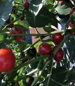 Семена перца Глобус F1, п.е. 500 семян (Spark Seeds)