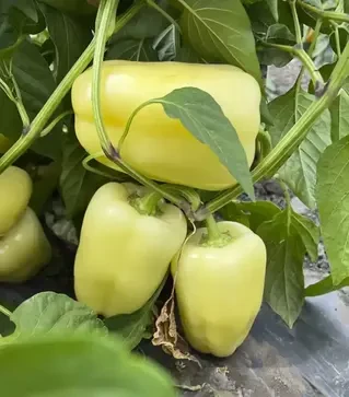 Насіння перцю Весна F1, п.о. 250 насінин (Breeding Seeds)