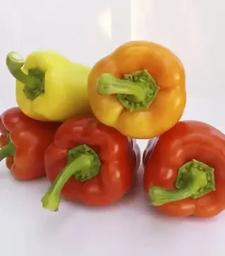 Семена перца Яника F1, п.е. 500 семян (Kitano Seeds)