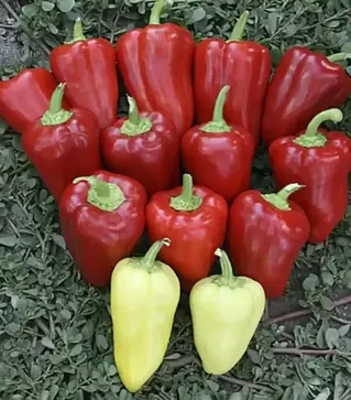 Насіння перцю Кантатта F1, п.о. 500 насінин (Enza Zaden)