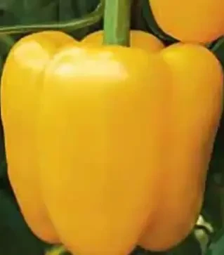 Насіння перцю Квадрато Асті жовтий, 500 г (Коуел)