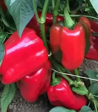 Семена перца Клерени F1, п.е. 500 семян (Enza Zaden)