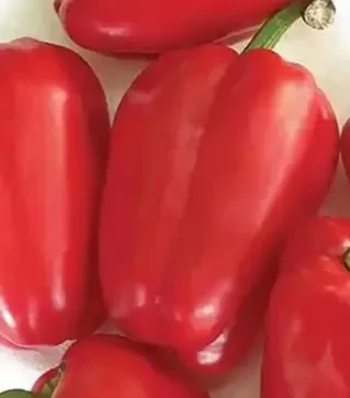 Семена перца Антей, п.е. 10 тыс. семян (Nasko)