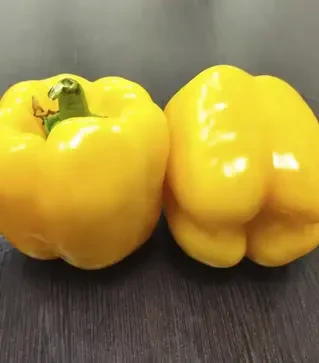 Насіння перцю Люмос F1, п.о. 500 насінин (Syngenta)