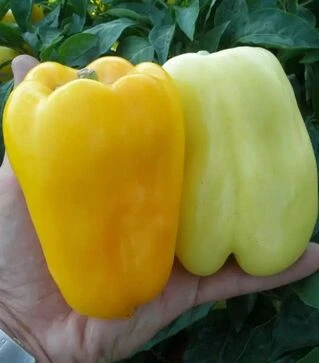 Семена перца Гелби F1, п.е. 1 тыс. семян (Semo)