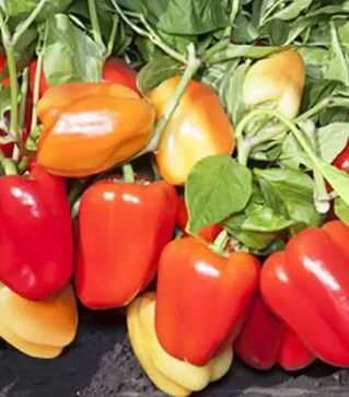 Семена перца КС 3115 F1, п.е. 500 семян (Kitano Seeds)