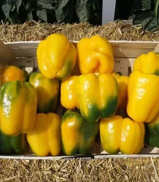 Семена перца Абей F1, п.е. 250 семян (Vitalis)