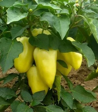 Насіння перцю Амі, п.о. 5 тис. насінин (Semo)