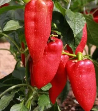 Насіння перцю Ариадни F1, п.о. 500 насінин (Seminis)