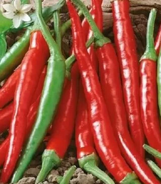 Насіння перцю Каєнський, 500 г (Коуел)