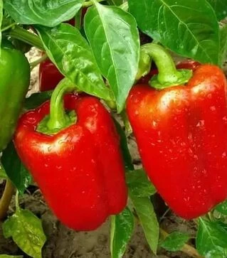 Насіння перцю Каліфорнійське диво, 1 кг (Moravoseed)