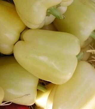 Насіння перцю Квадри F1, п.о. 1 тис. насінин (Semo)