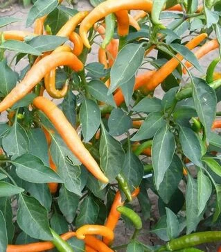 Насіння перцю Килиан, п.о. 1 тис. насінин (Semo)