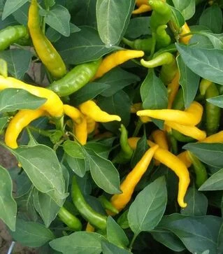 Насіння перцю Кристіан, п.о. 1 тис. насінин (Semo)