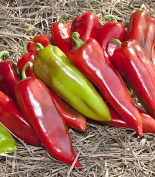 Насіння перцю КС 2458 F1, п.о. 500 насінин (Kitano Seeds)