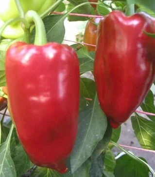 Семена перца Лунги F1, п.е. 1 тыс. семян (Semo)