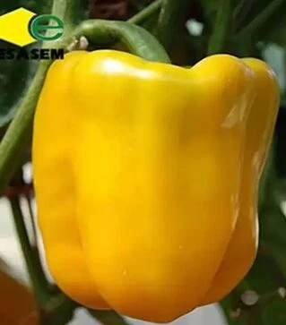 Насіння перцю Мохан F1, п.о. 500 насінин (Esasem)