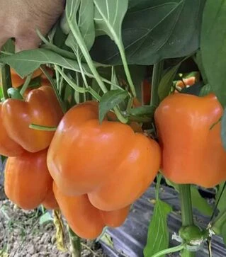 Насіння перцю Оранж Бос F1, п.о. 500 насінин (Spark Seeds)