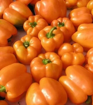 Насіння перцю Орени F1, п.о. 1 тис. насінин (Semo)