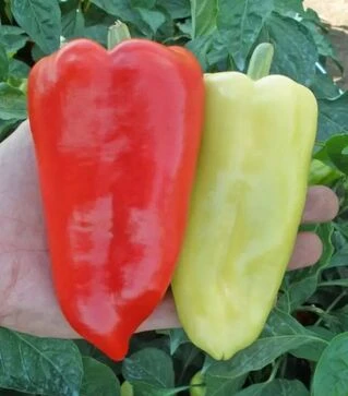 Насіння перцю Остри F1, п.о. 1 тис. насінин (Semo)