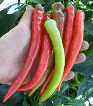 Семена перца Паливец, п.е. 5 тыс. семян (Semo)