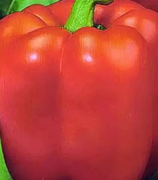 Семена перца Савио F1, п.е. 1 тыс. семян (Коуел)