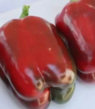 Насіння перцю Сондела F1, п.о. 1 тис. насінин (Rijk Zwaan)