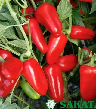 Насіння перцю Ферарі F1, п.о. 1 тис. насінин (Sakata)