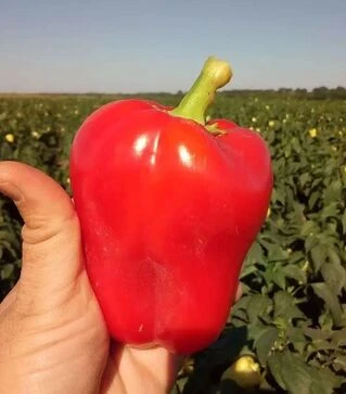 Насіння перцю Фіджі F1, п.о. 1 тис. насінин (Libra Seeds)